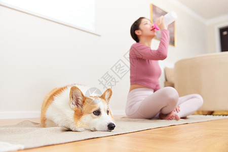 柯基犬陪伴主人运动的宠物犬背景