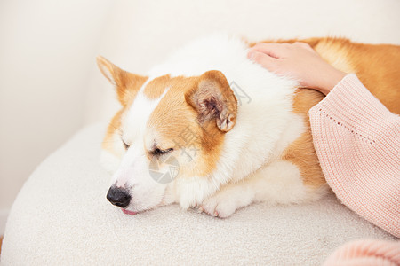 抚摸睡着的柯基犬高清图片