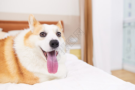 趴在床上的宠物狗图片