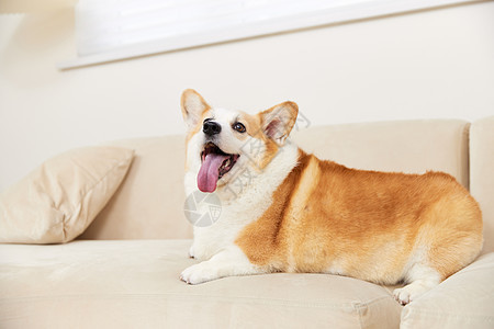 趴在沙发上可爱的宠物柯基犬图片
