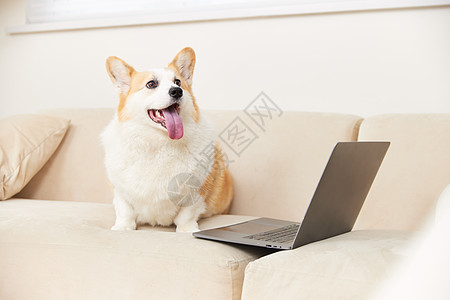 坐在笔记本电脑旁边的柯基犬图片