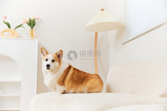 独自在家表情失落的宠物犬图片