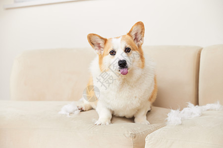 宠物狗在家破坏沙发图片