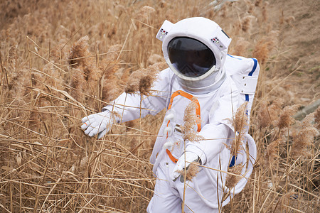 枯萎芦苇草中的宇航员图片