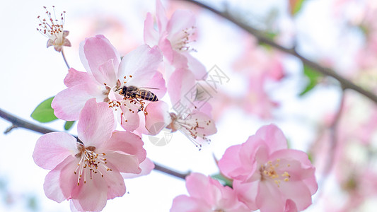 春天海棠花瓣上的蜜蜂图片