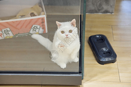 猫咖馆里打招呼的小猫咪图片