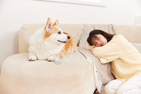 陪在主人身边的宠物犬背景图片