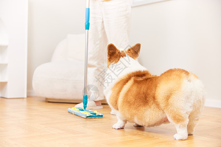 妨碍大扫除的宠物犬图片