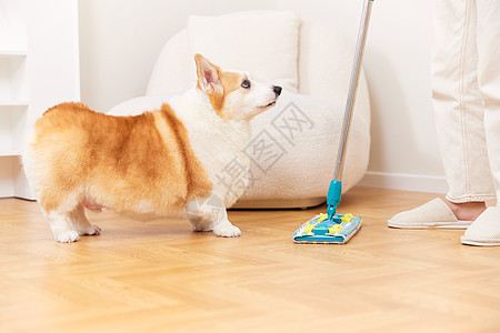 妨碍大扫除的宠物犬图片