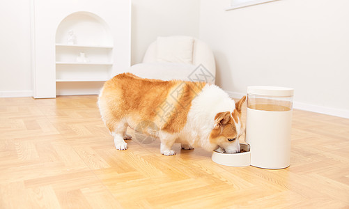 宠物使用智能喂食器图片