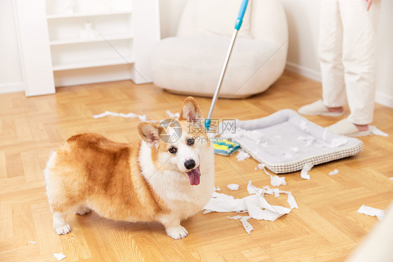 主人清理宠物犬制造的垃圾特写图片