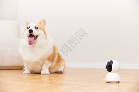 宠物智能使用智能监控设备宠物摄像头背景
