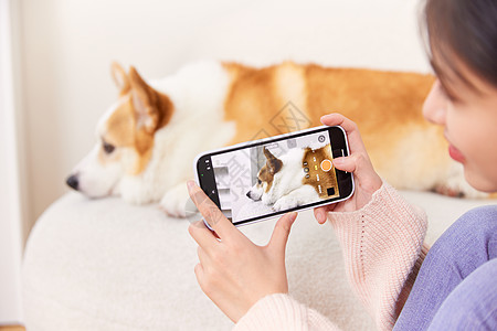 使用手机给宠物狗拍照图片