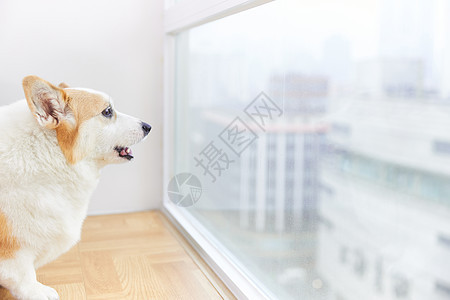 独自在家看向窗外的宠物犬图片