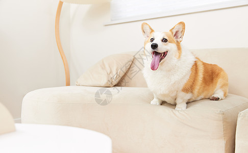 狗狗和爱心枕头沙发上的宠物柯基犬背景
