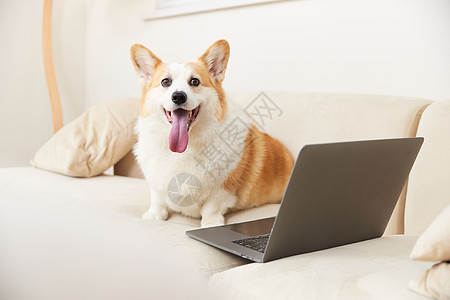 坐在笔记本电脑旁边的柯基犬图片