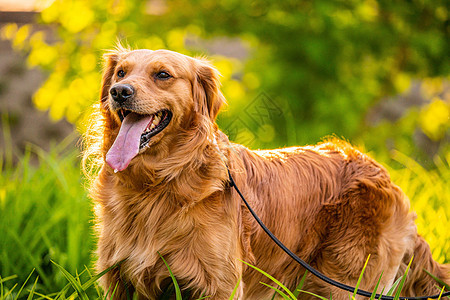 户外草地上的金毛犬图片