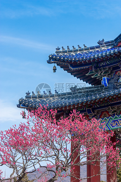 南京明孝陵梅花山古建筑与梅花图片