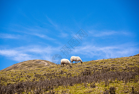 蓝天背景下草原上的羊群图片
