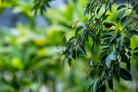 春天下雨天气植物图片