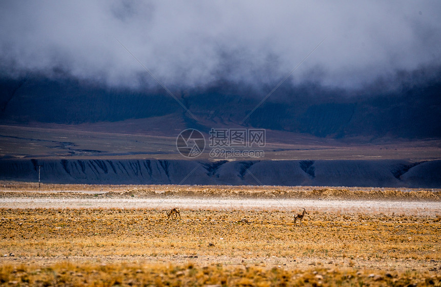 西藏草原乌云天空下的藏羚羊图片