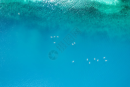 保护珍稀动物宣传手册背景