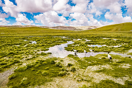 田鹀鸟类湿地上的丹顶鹤背景