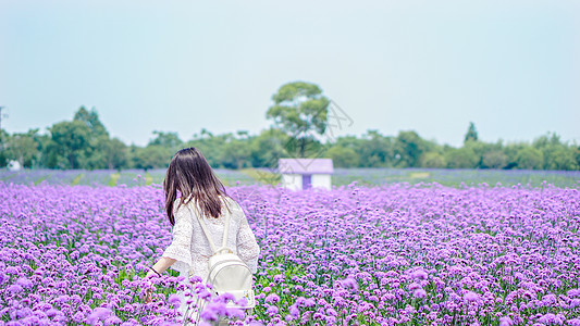 紫色花田里的女孩背影高清图片