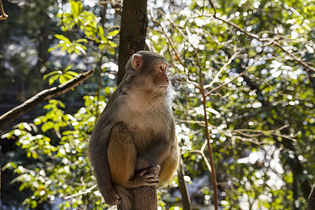 树林中的野生猴子图片
