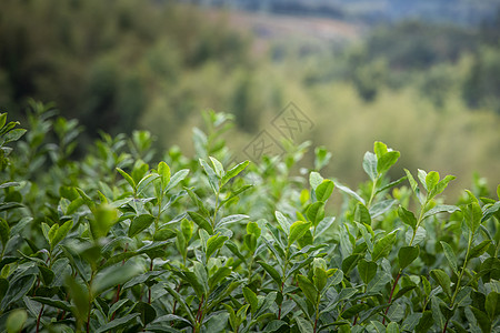 温州高楼茶园茶叶背景图片