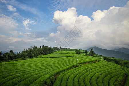 温州高楼茶园茶叶图片