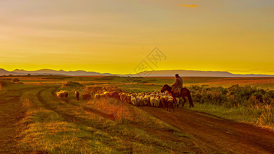 晨光下的牧羊人图片