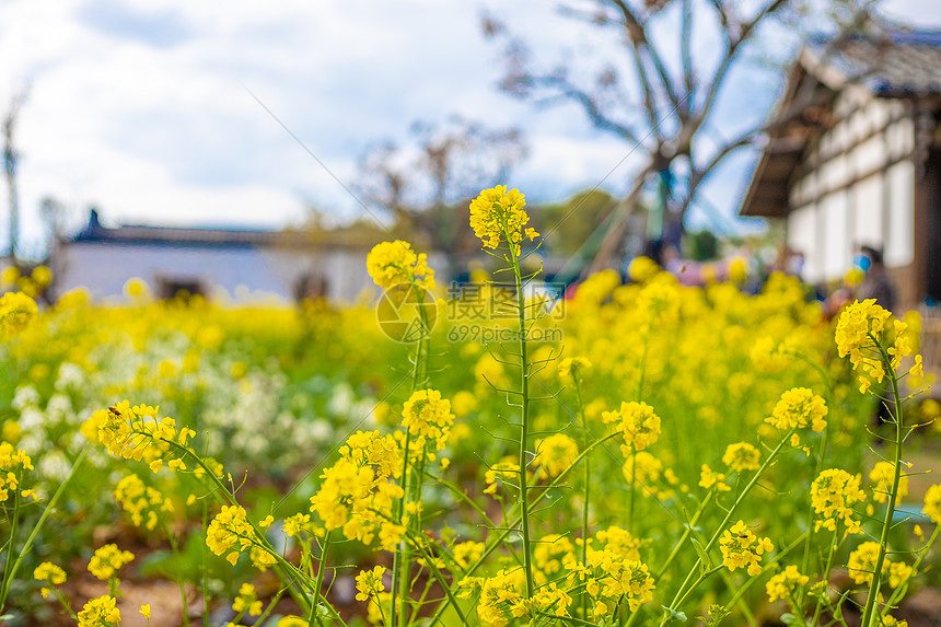 春天的油菜花田和蜜蜂图片