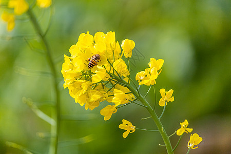 春天的油菜花田和蜜蜂图片