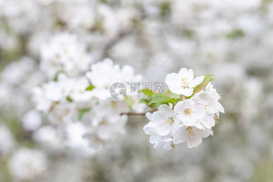 春天浪漫唯美的白色梨花图片