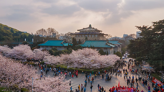 武汉大学旅游春天樱花季背景图片