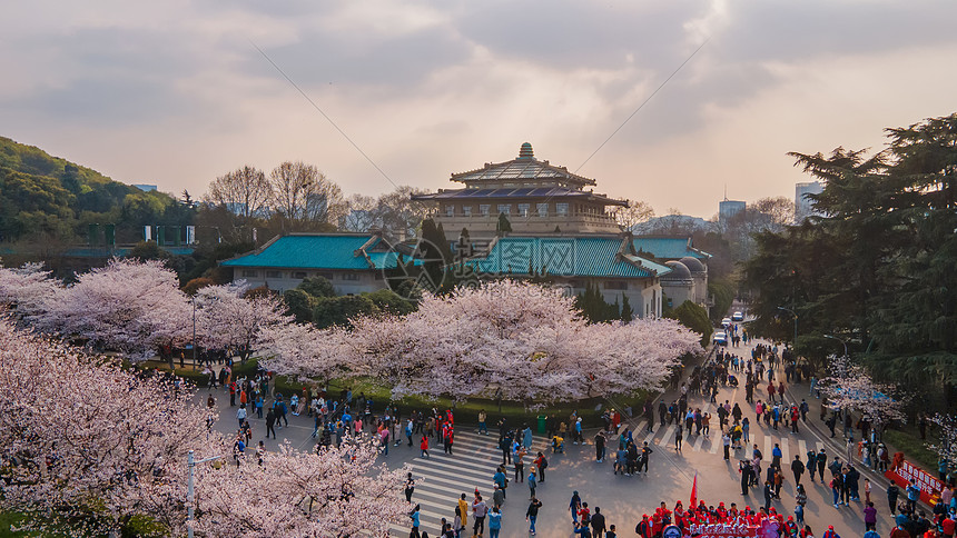 武汉大学旅游春天樱花季图片