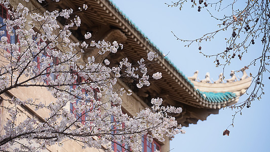 武汉大学旅游春天樱花季图片