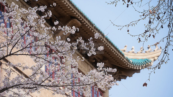 武汉大学旅游春天樱花季图片