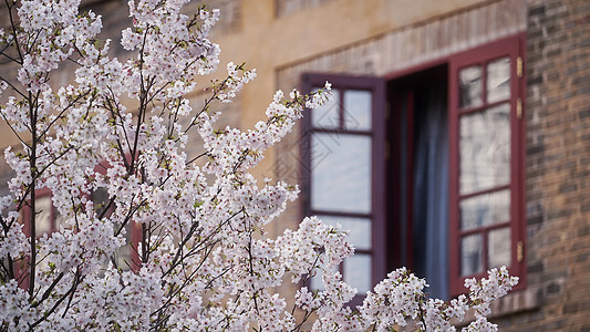 武汉大学旅游春天樱花季背景图片