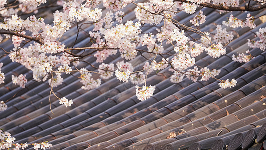 春天花期樱花与古建筑图片