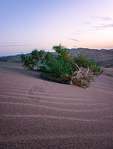 敦煌沙漠中的绿植高清图片