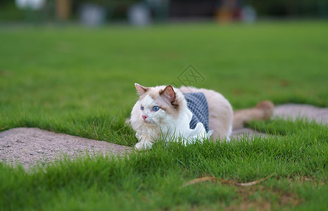 草地上的猫咪图片