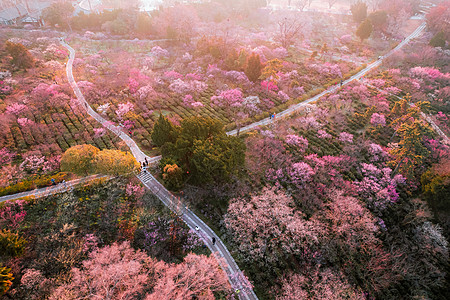 春天鲜艳的梅花春天南京梅花山航拍背景