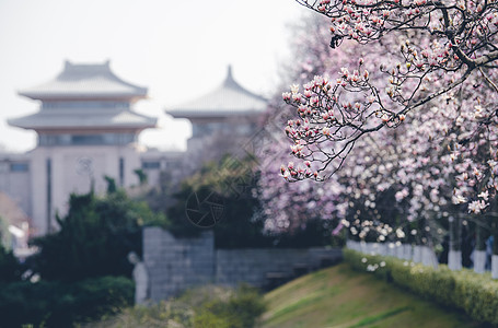 南京雨花台烈士陵园玉兰花图片