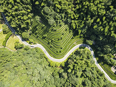 俯拍山谷茶叶种植基地背景