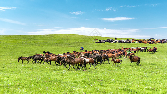 草原上奔驰的马群背景图片