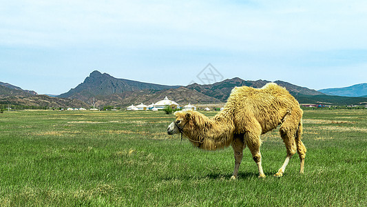 春季草原骆驼青草背景图片