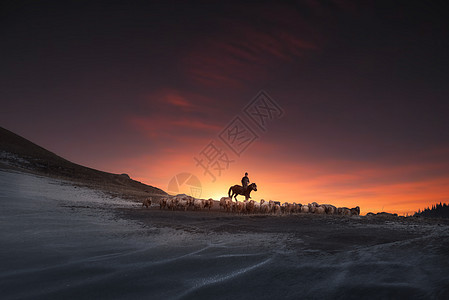新疆伊犁夕阳下的牧羊人图片