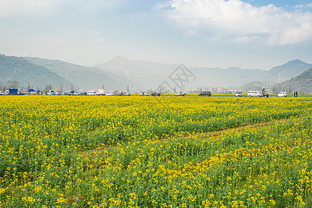 瑞安市桐浦油菜花田图片